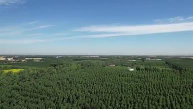 无人机航拍北方植物树木绿化造林视频的预览图